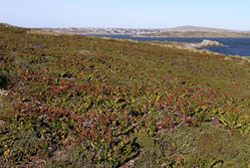 dwarf shrub heath plants falkland islands
